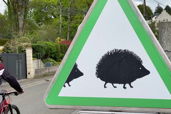 Passage de hérissons : sur les routes de Brec'h, les conducteurs devront faire attention