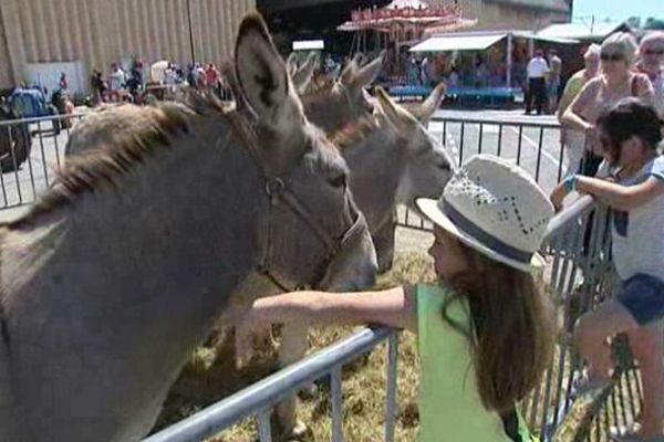 Les ânes de Fréjus ont eu beaucoup de succès auprès des enfants. 