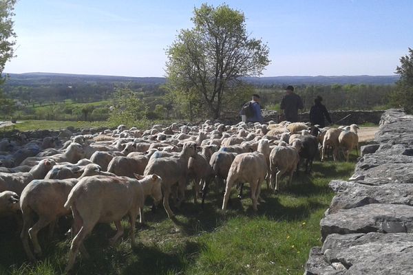 Brebis et bergers dans le Lot