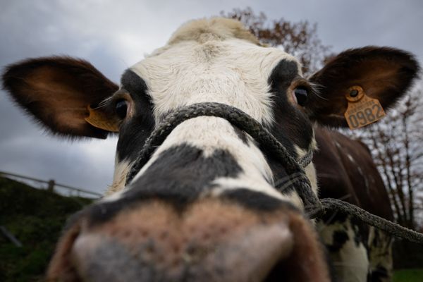 La vache Oreillette, l’égérie du SIA 2024.