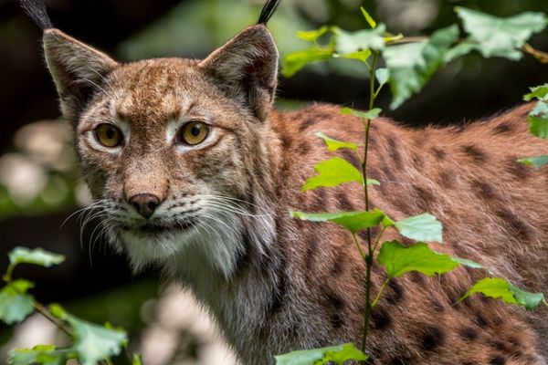 Un lynx boréal dans une forêt du massif jurassien suisse