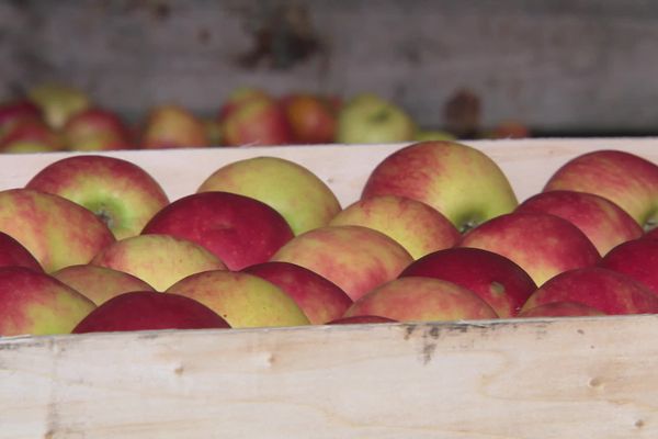 Le prix des pommes et des poires devrait augmenter