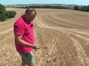 Les récoltes de Stéphane Zanchetta basé à Nougaroulet (Gers) sont en baisse cette année.