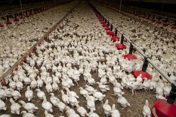 À Peyrins, dans la Drôme, l'agrandissement d'un élevage de poulets interpelle le parti animaliste qui dénonce des conditions de détention ne respectant pas le bien-être animal.