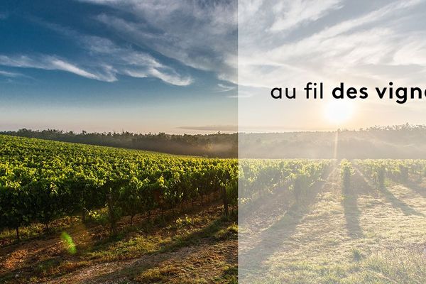 Au fil des vignes, à l'heure des vendanges.