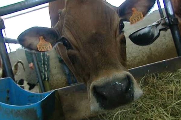 Frisette représentera les vaches Tarines au concours agricole de Paris. 