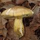 Tricholoma chrysophyllum, le champignon présent en Corse et classé "vulnérable" sur la liste rouge des espèces menacées.