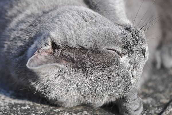 Un chat au soleil.