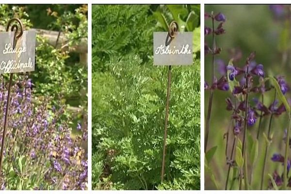 la sauge, l'absinthe et la lavande font partie des plantes dont les vertus pédagogiques sont reconnues.