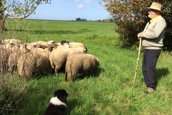 Une centaine de moutons vont pâturer dés cette semaine sur les friches des zones démolies après la tempête Xynthia