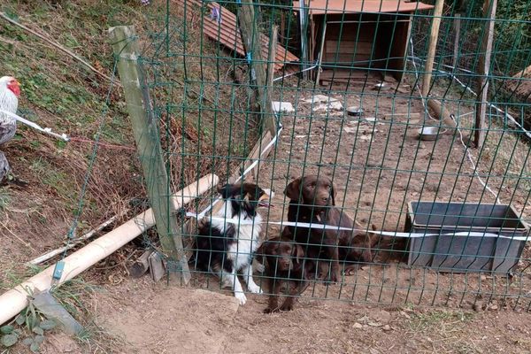 Cuxac-Cabardès (Aude) - opération de secours des gendarmes dans un élevage illégal de chiens soupçonné de maltraitance animale - 25 septembre 2023.