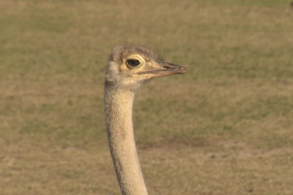 Née il y a cinq mois à la Réserve africaine de Sigean, près de Narbonne, cette femelle à cou rouge est le premier individu né en France. Depuis la mi-novembre 2021, le public peut la découvrir.