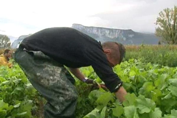 26 personnes travaillent au sein de l'association des jardins de Moirans