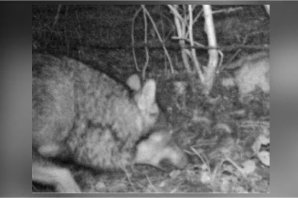 Un loup a été observé dans le canton de Genève début janvier, un première depuis 150 ans.