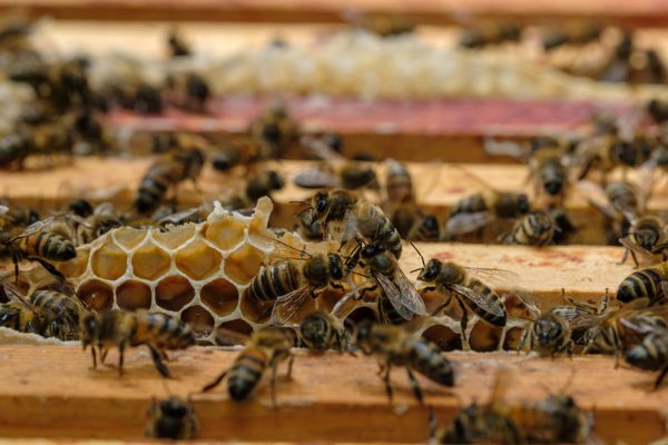 En butinant de nombreuses variétés de fleurs, les abeilles sont essentielles à leur reproduction.