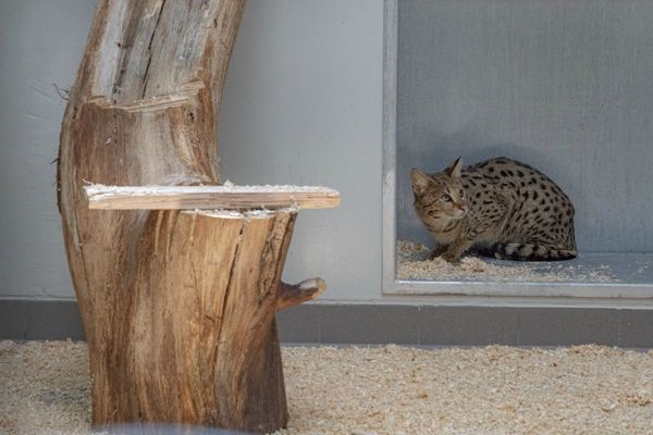 Asrina, cette jeune femelle serval est arrivée fin avril au zoo-refuge La Tanière.