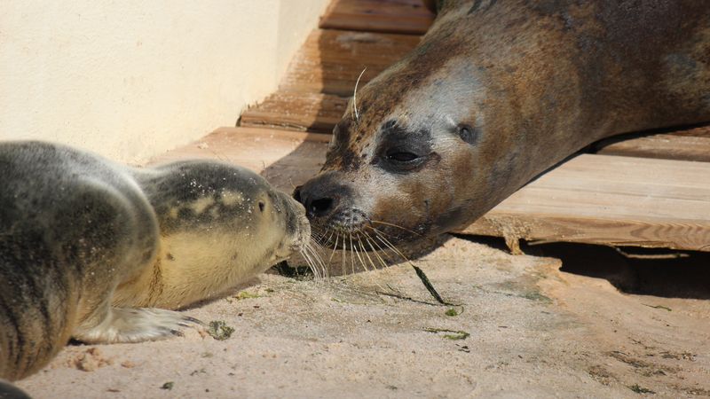 Alpes Maritimes Naissance D Un Bebe Phoque De 8 Kilos Au Parc Marineland