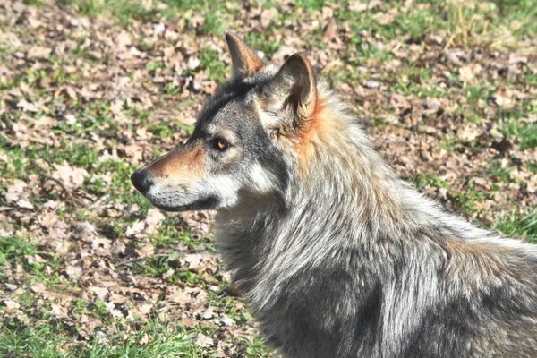 Le loup en France : un réel danger pour le bétail et pour l'homme ?