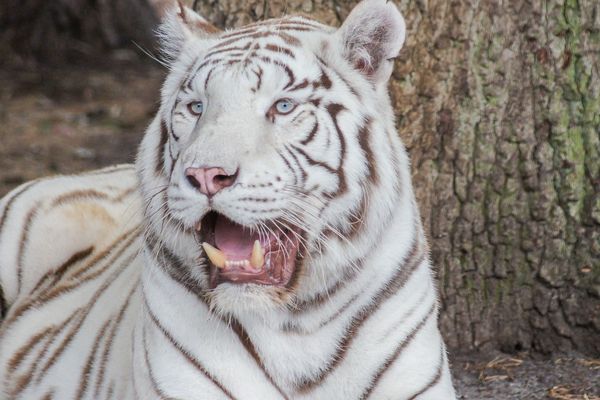 Un tigre blanc