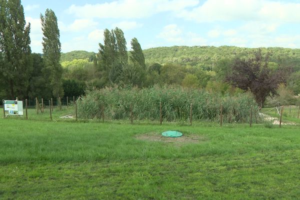 La phytoépuration traite les eaux usées par les plantes