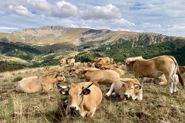 Le troupeau d'Élia Pergolizzi à Authon, au cœur du massif des Monges, attaqué par le loup à plusieurs reprises en juillet 2024.