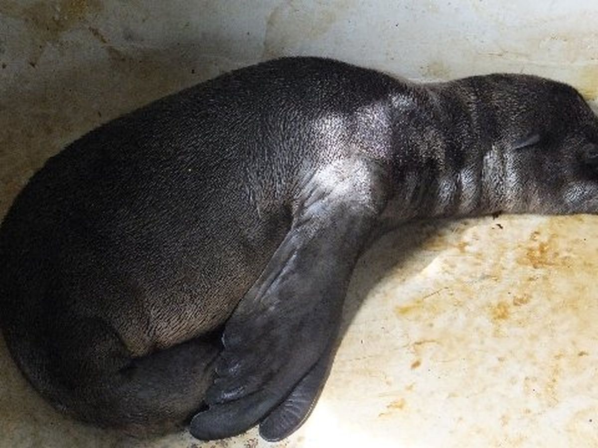 Amiens Naissance D Un Bebe Otarie Au Zoo