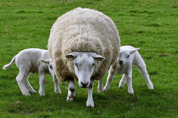 Une prairie, c'est fait pour gambader et pour manger