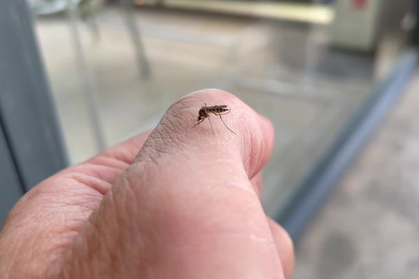 Les moustiques autochtones pullulent en Saône-et-Loire ces dernières semaines.