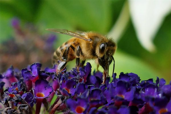 Les abeilles pollinisent 80 % des plantes à fleurs.