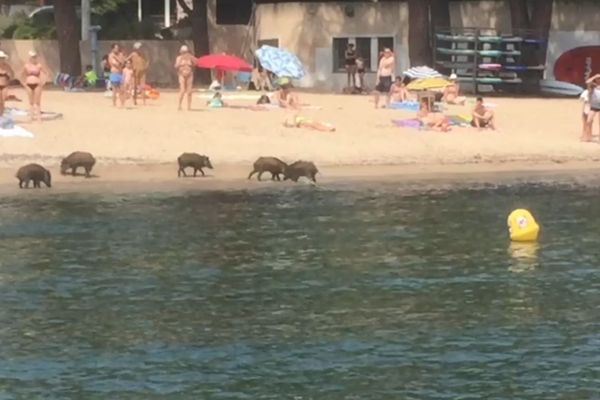 Des sangliers sur la plage de la Garonette à Sainte-Maxime, dans le Var.