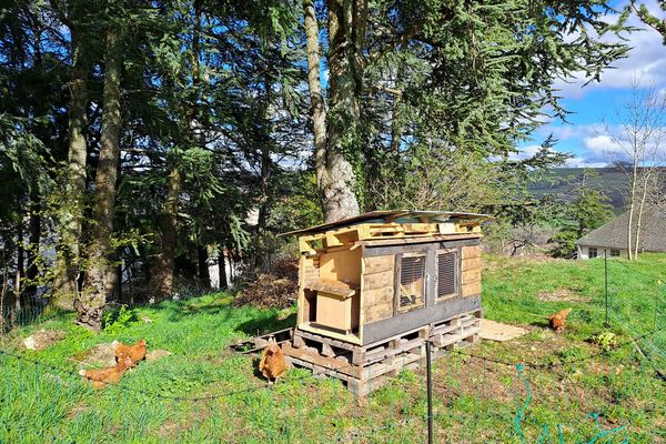 Un "permis poules" pour apprivoiser les gallinacés