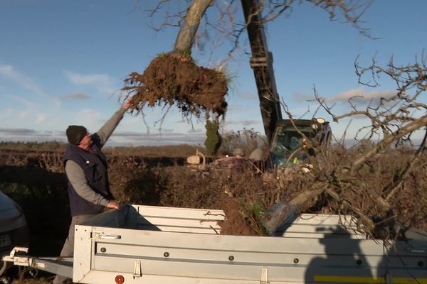 À l'arrivée des clients, les arbres sont déplantés et mis dans les véhicules. Le Chauchet (Creuse), le mardi 26 décembre 2023.