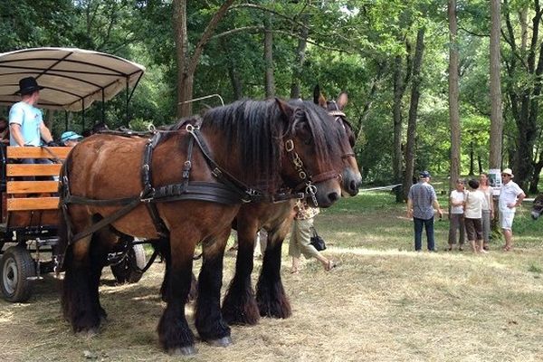 Magnifiques chevaux, magnifique calèche