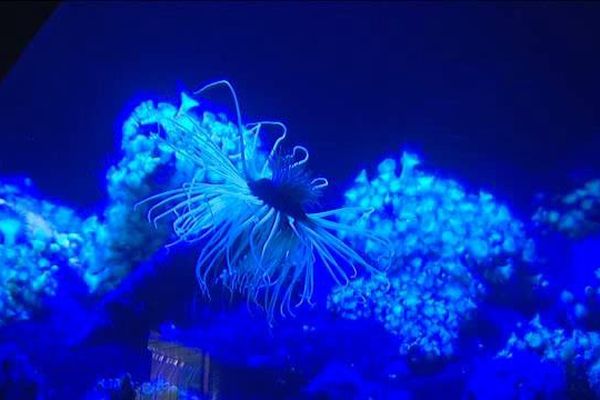 Pour éclairer les abysses, Aquarium La Rochelle ouvre une Galerie des  Lumières