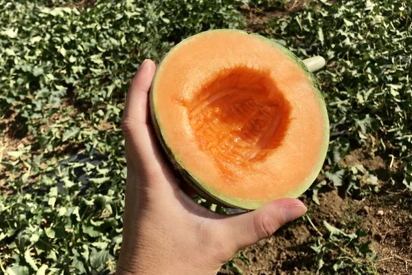 Couleur identique, mais saveurs de nos terroirs : le melon d'Alsace a tout pour s'imposer, sur un marché dominé par le charentais ou des variétés du sud de la France.