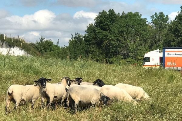 Les moutons pâturant le long de la RN11 dans les Deux-Sèvres.