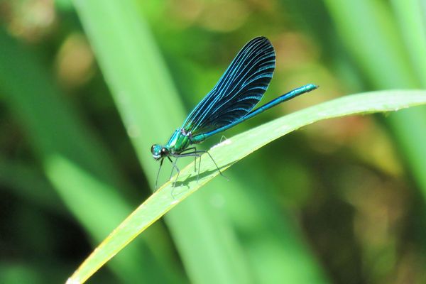 Une libellule bleue en été...