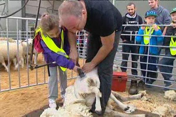 Séance de tonte de moutons pour les scolaires sur le plateau de Frescaty ce vendredi.