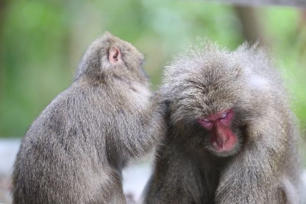 Les macaques malades seront moins toilettés voir tout bonnement tués par leurs congénères