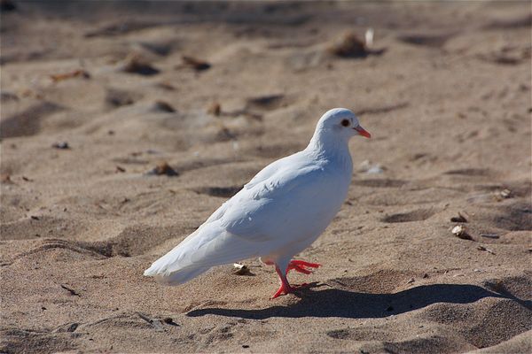 Les colombes, lâchées lors des mariages, sont censées pouvoir rentrer dans leur pigeonnier seules.