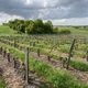 Les vignerons sont soulagés, le gel n'a fait que quelques dégâts.