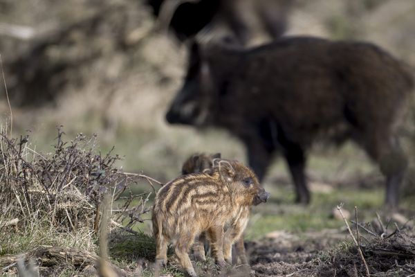 Le sanglier, qui peut infliger de gros dégâts aux cultures, est classé nuisible dans plusieurs régions françaises