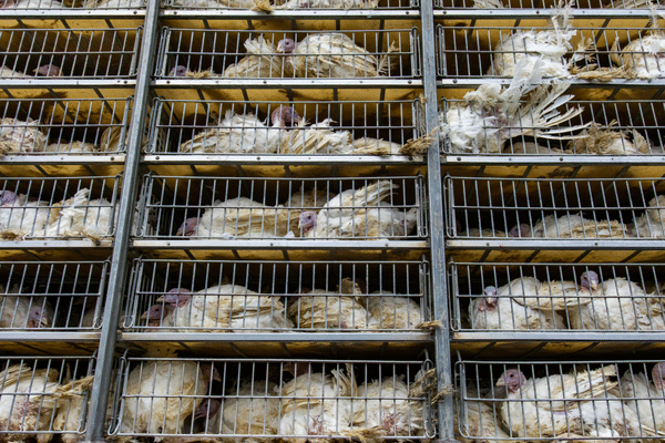 Image d'illustration de volailles dans des cages dans un abattoir.