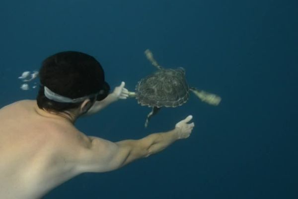 Lâcher de tortues au large d'Argelès-sur-mer