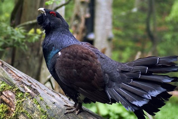 Grand tétras ou coq de bruyère 