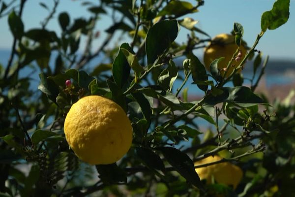 L'histoire du citron de Menton dans le magazine Mediterraneo, sur France 3 Provence-Alpes Côte d'Azur.