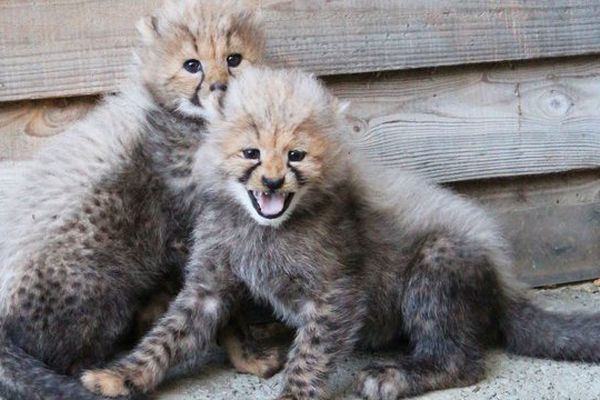 5 bébés guépards sont nés au Safari Parc de Port-Saint-Père en Loire Atlantique