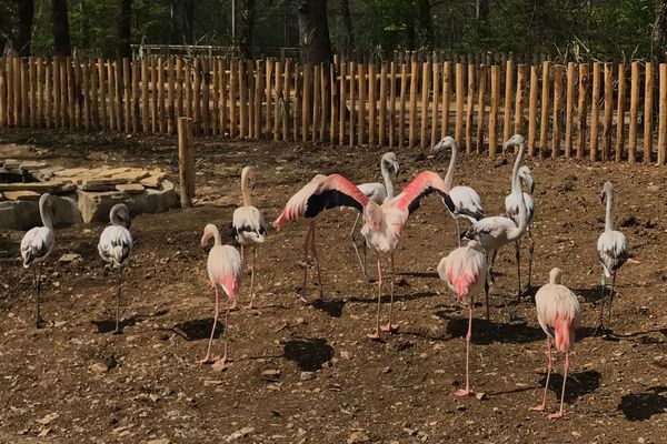 Après ces flamants roses, 40 autres espèces vont rejoindre les enclos de Chizé - 2019.