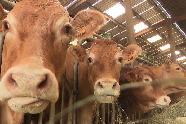 La tuberculose bovine présente en Dordogne force à des mesures drastiques pour la contrôler