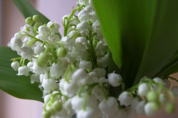 Si vous comptez vendre du muguet le 1er mai, attention ne pas ajouter de fleurs supplémentaires dans les bouquets.